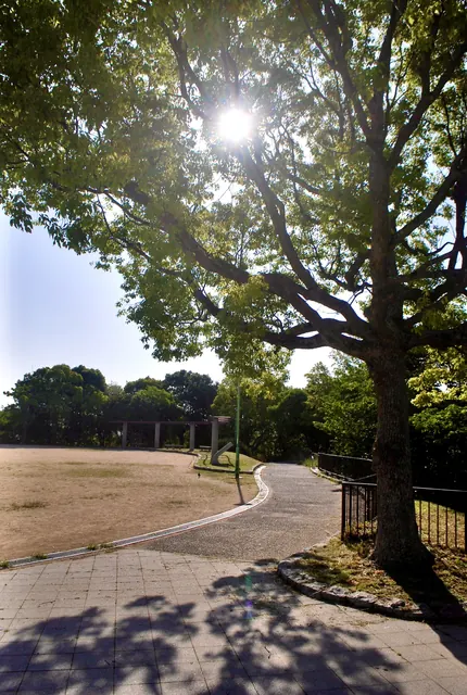 大きな木の枝のあいだから日が差す、公園の広場