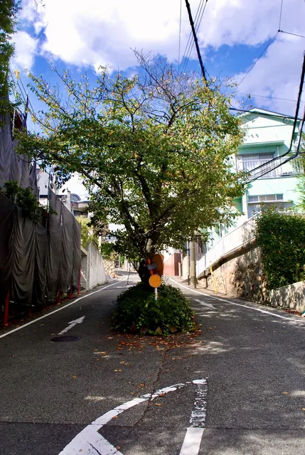 道が二手に分かれる真ん中に、一本の木が立つ風景