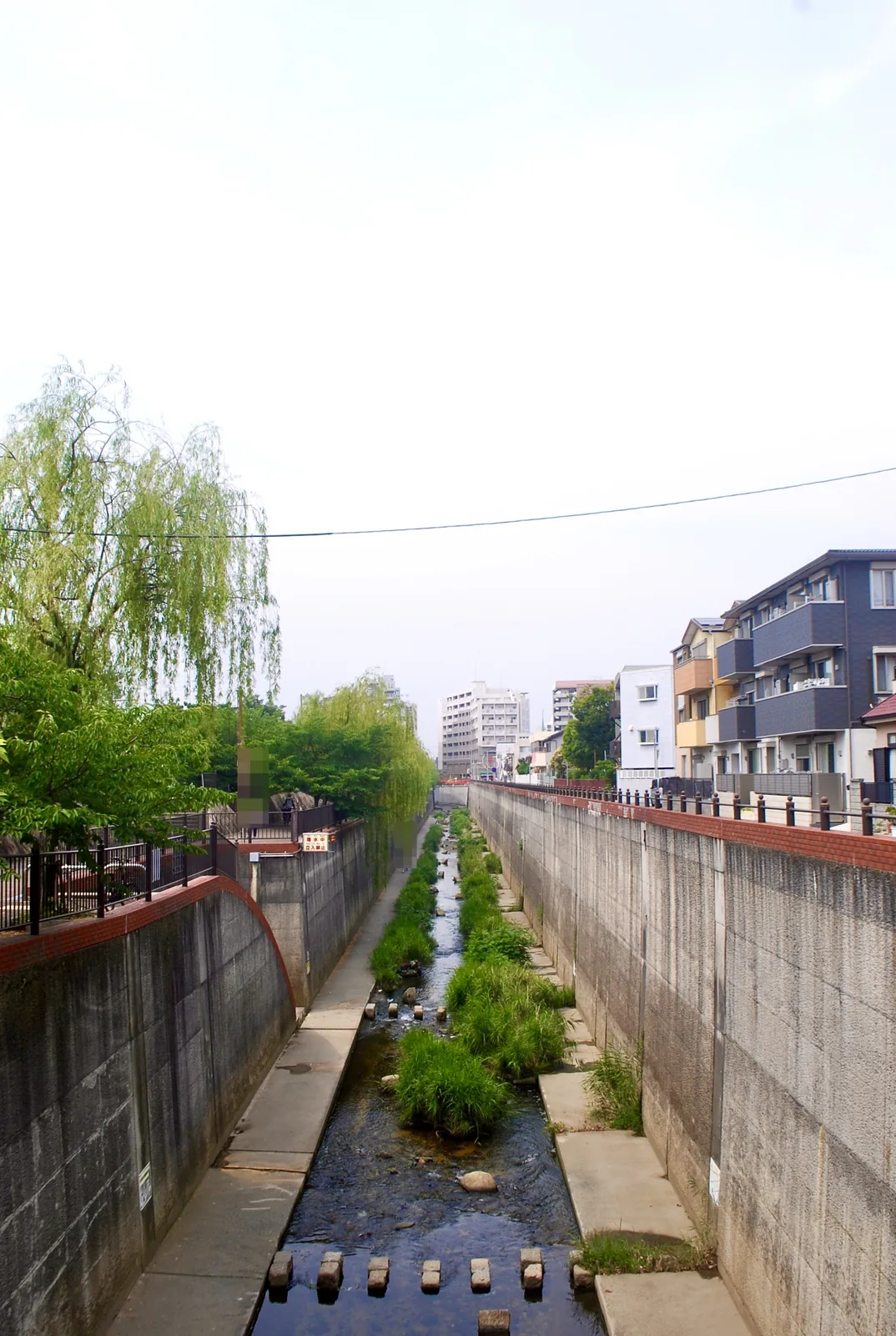 柳の木と緑の草の生える、コンクリートの護岸の川